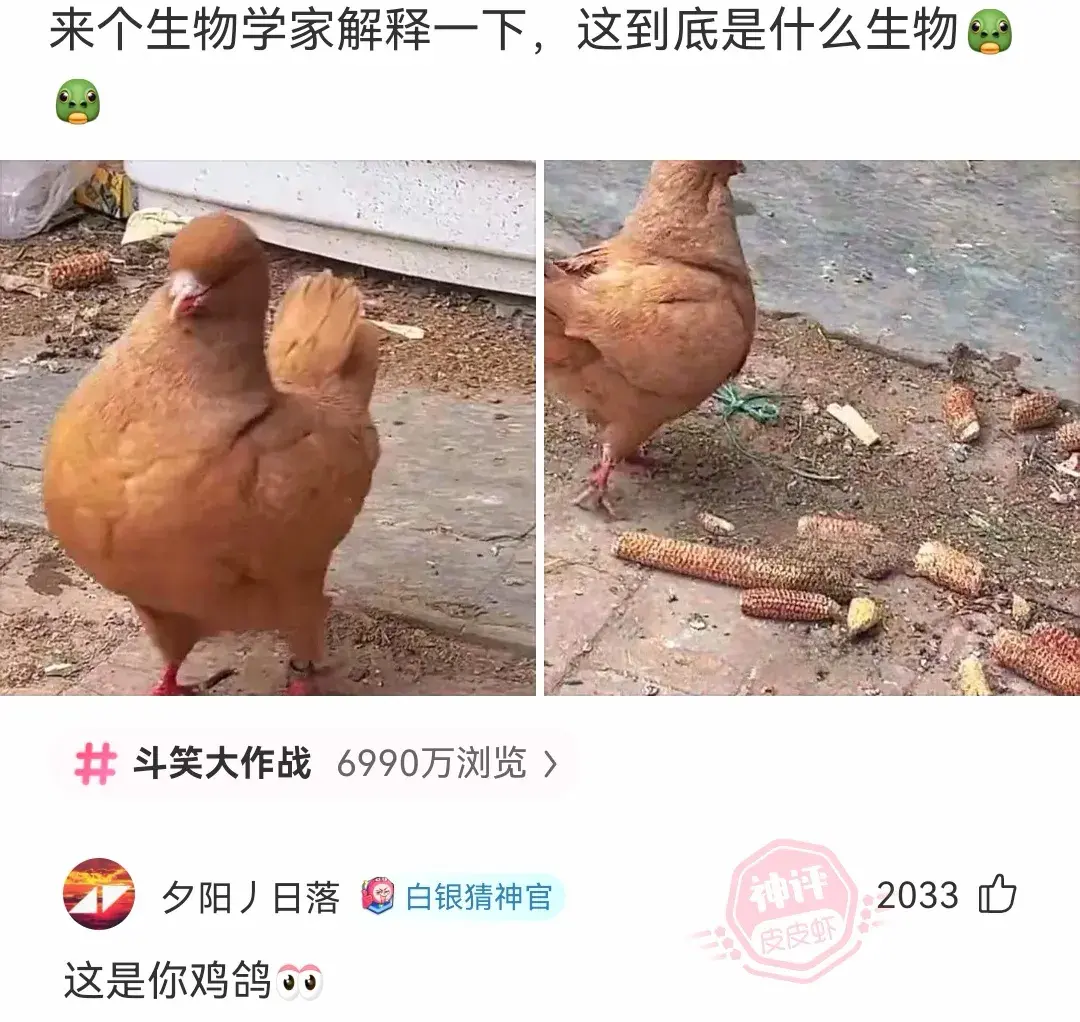 各位,展示吧!_什么_时候_电视剧