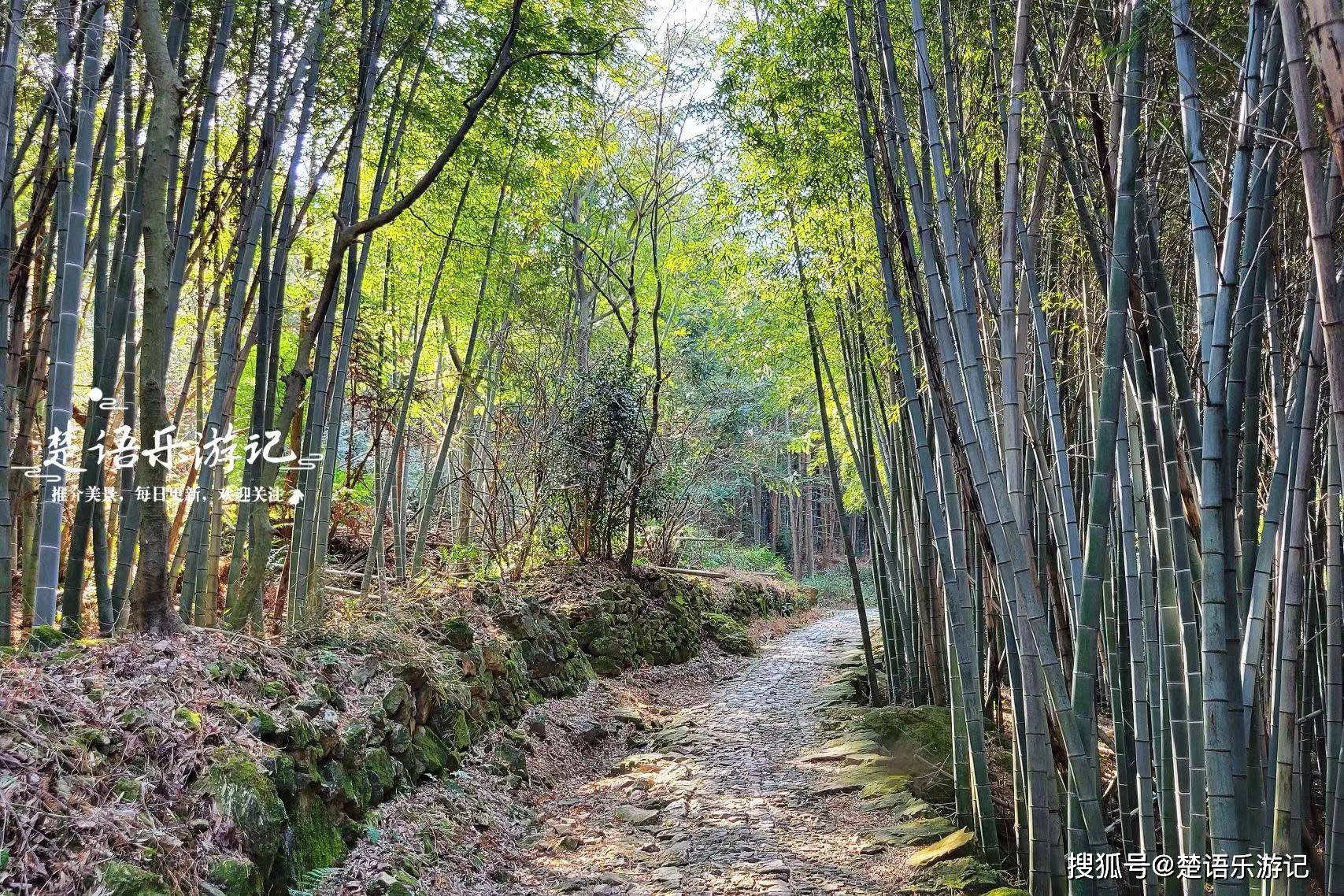 宁波松石岭古道风景线,梯田花海和悬崖峭壁相映,赏花徒步两相宜_茶园