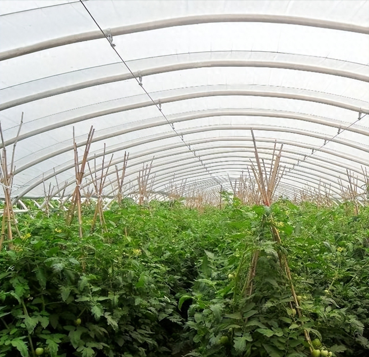当害虫未发生,菜农在预防时,可以选择生物农药,如小虫类(蓟马,粉虱