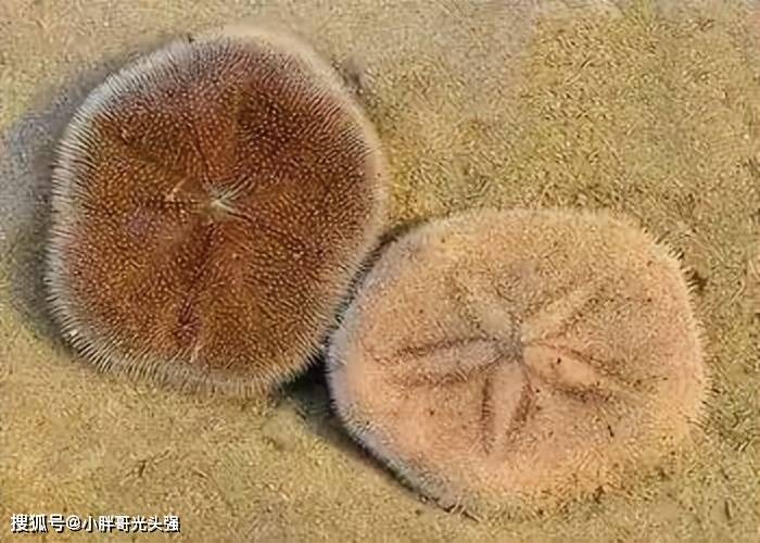 饼干海胆还是紫海胆?_生活_生物_外形