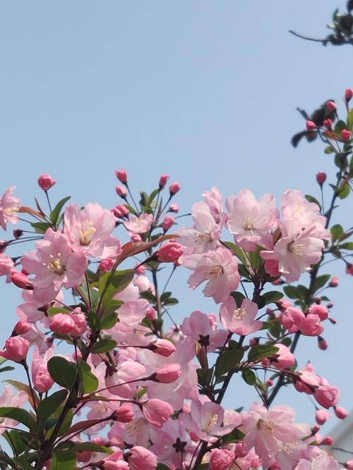 只见满地桃花盛开,樱花如云,微风拂过,花瓣飘落,落英缤纷,如诗如画