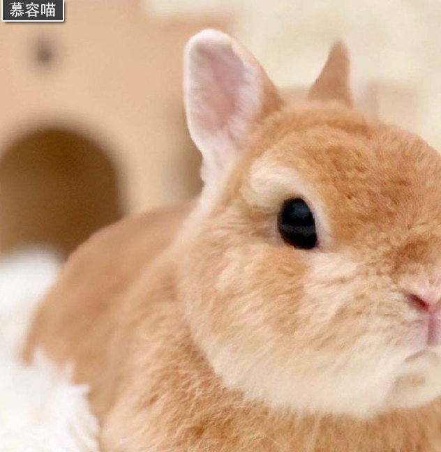 可爱兔星人兔子能够听懂人的语言和明白指令吗?_大部分_智商_记忆力