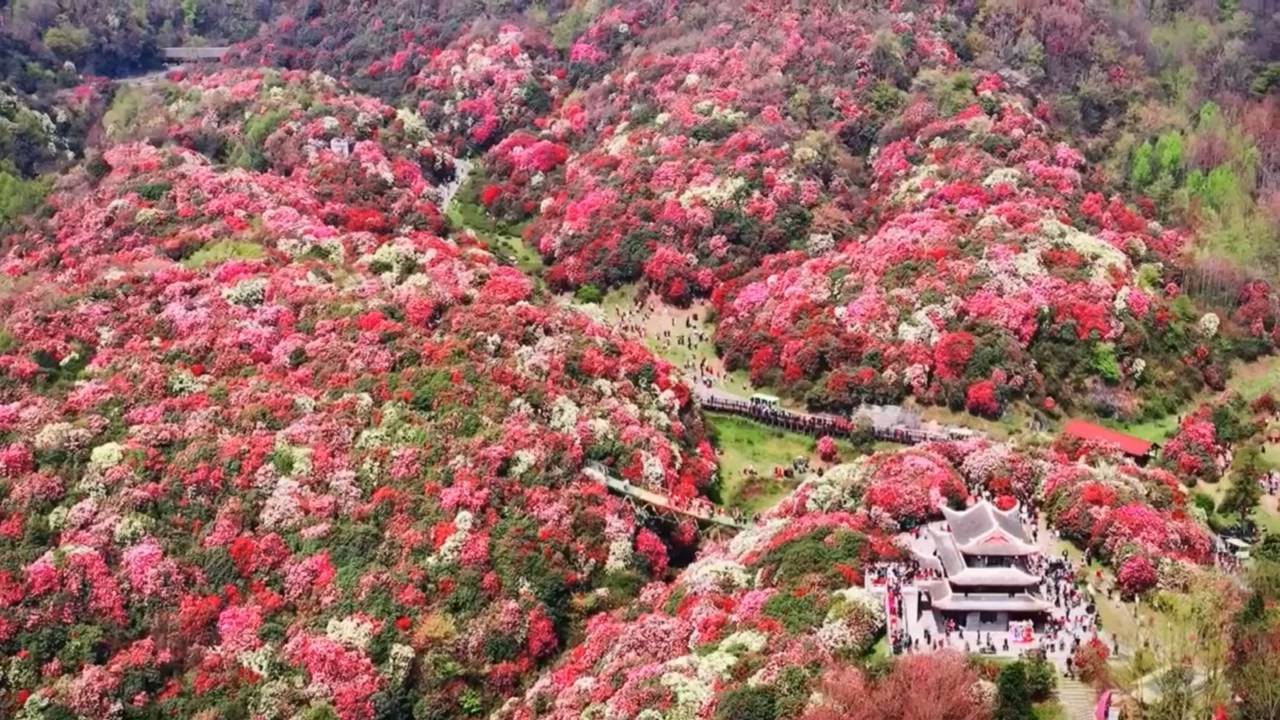 贵州毕节杜鹃花最佳观赏期是几月,毕节的杜鹃花什么时候开,什么时候最