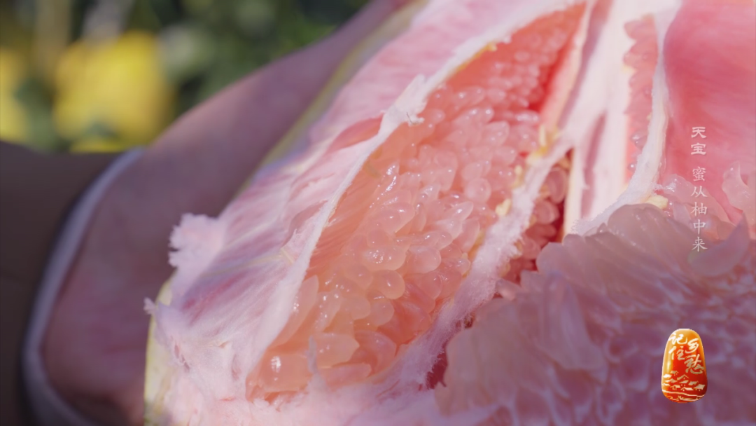 他们把这片"不是最佳"的土地,打造成一座"川北柚乡"_种植_柚子_天宝