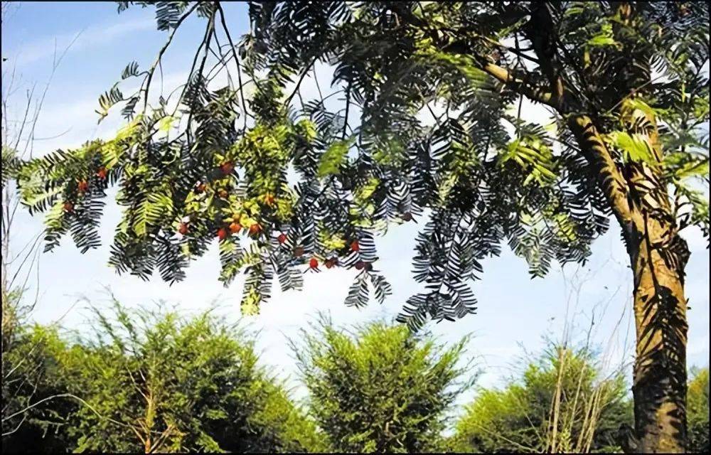发现3000多株野生南方红豆杉,它们隐藏了什么珍贵的故事?