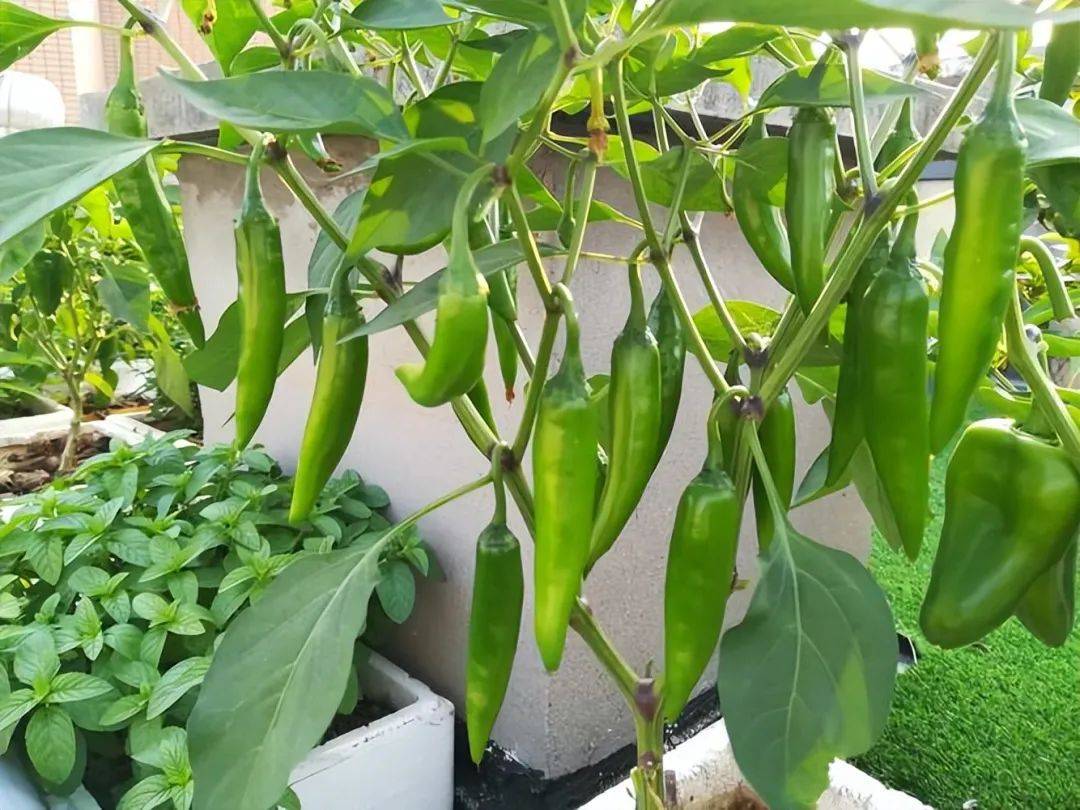 辣椒竟可以长成辣椒树?_植物_环境_进化