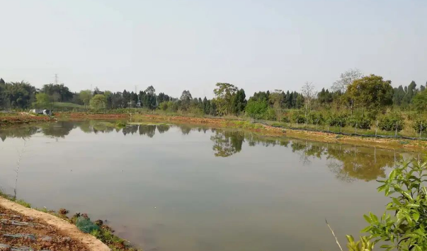 龙虾塘如何肥水?养龙虾池塘肥水方法有哪些?