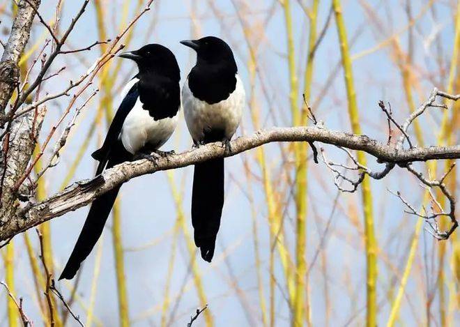 麻雀系列童话故事:小精灵身手不凡_喜鹊_家族_爸爸