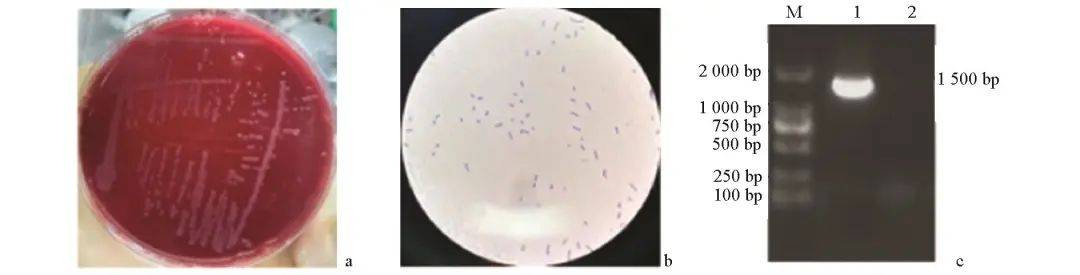 鸡源地衣芽孢杆菌的分离鉴定及全基因组分析_试验_研究_培养基