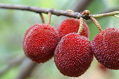 杨梅_食用_的表面