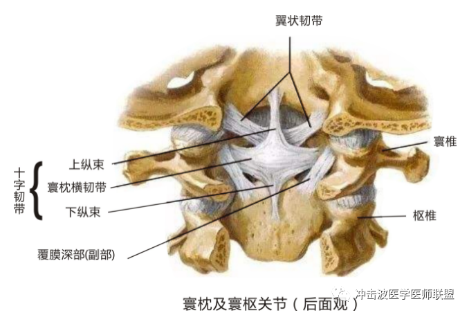 寰椎横韧带中部向上