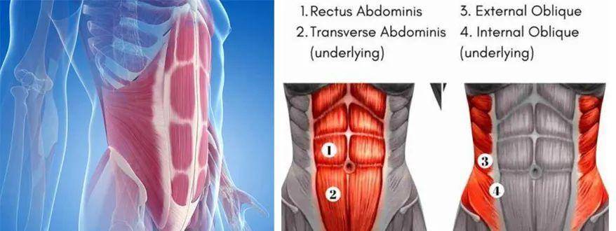 "腹肌不用专门练",不请自来就可以_腹部_训练_拉扎尔