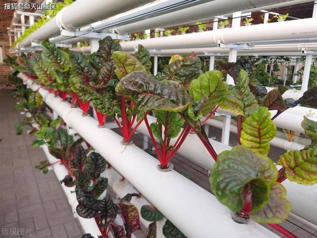 无土栽培有机蔬菜种植方法_营养液_介质_病虫害