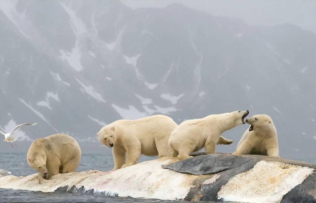 原创北极熊面临灭绝威胁挪威冰川融化暴露出的惊人真相