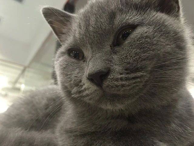 曾经很火的蓝猫,为什么现在弃养的那么多?_挑战_宠物_需求