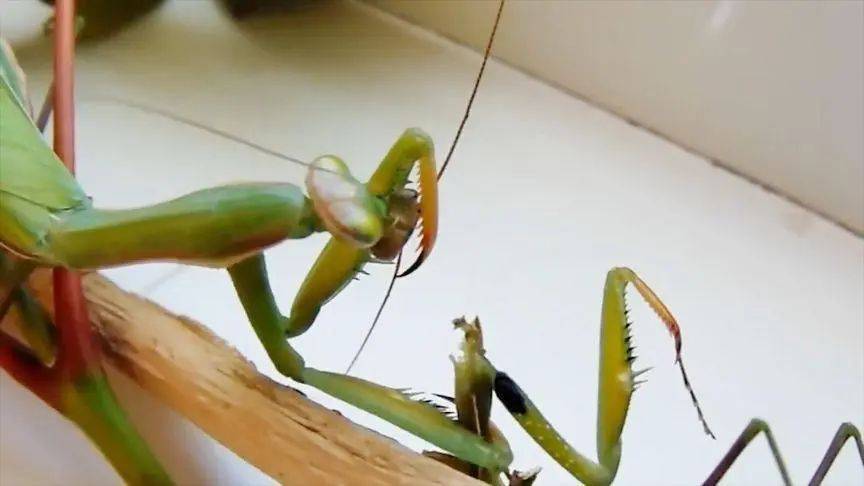 母螳螂吃自己的丈夫,真的是因为饿?_行为_后代_昆虫