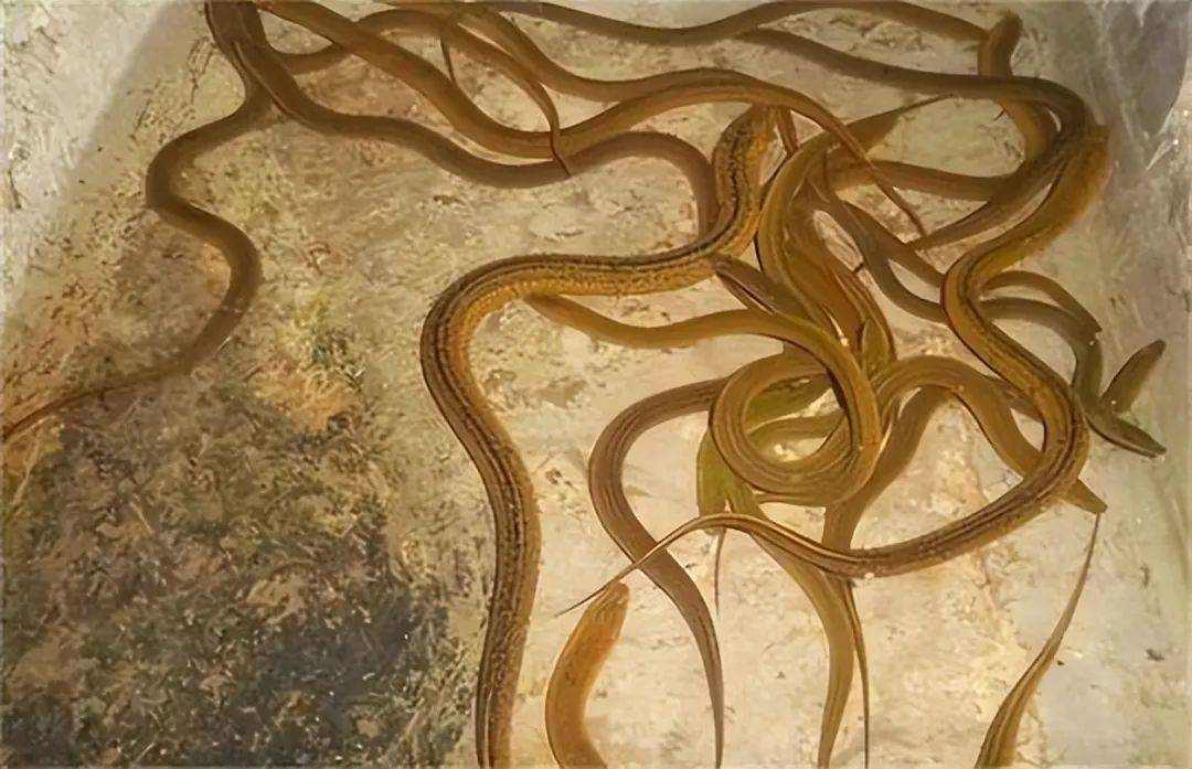 原创鹅粪威力惊人能够吓退蛇类深入揭秘神奇的鹅粪现象