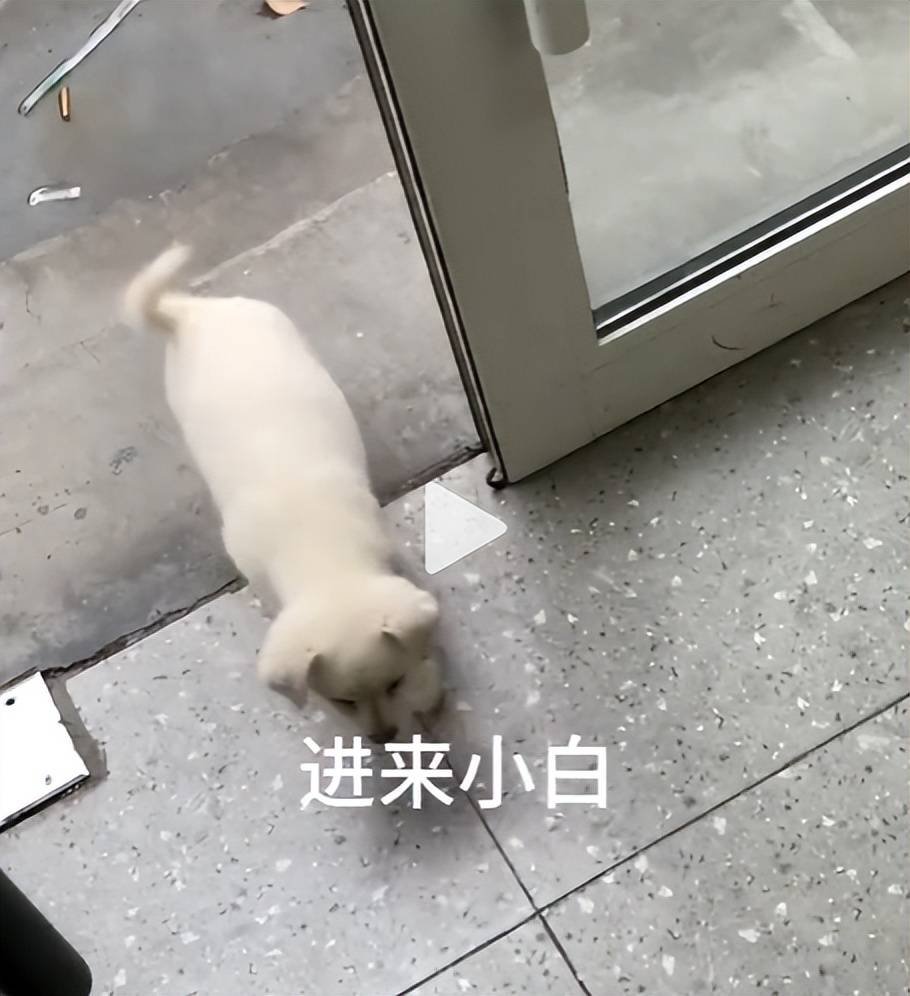 原创流浪狗蹭吃麻辣烫后老板掏空积蓄帮其治病三个月后变化惊人