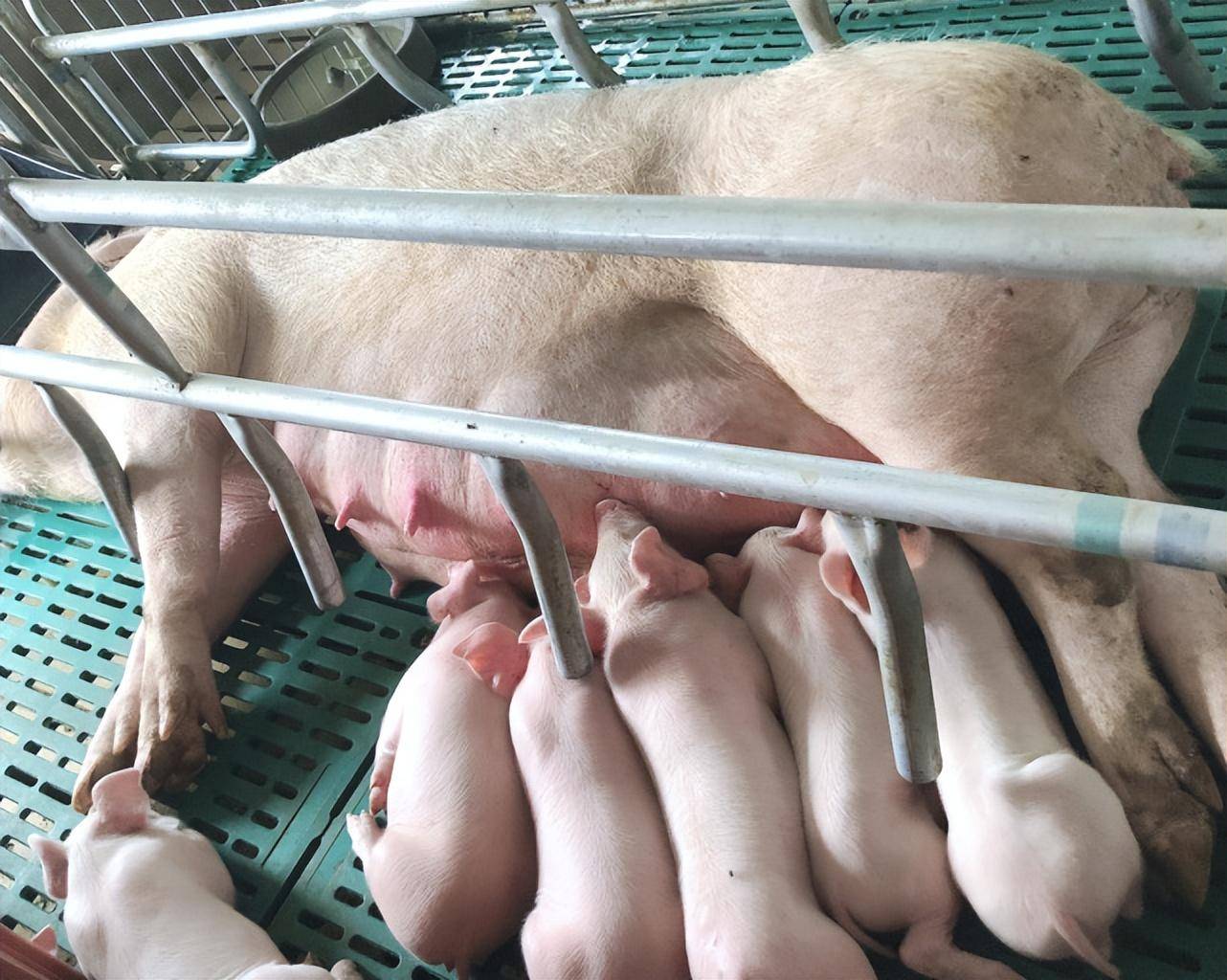 养猪人每天要做什么中国养猪网养猪人必看