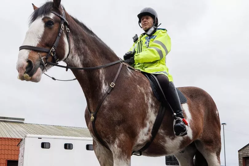 英国警方招募巨马,以放屁而闻名,就像有了喷气推进力