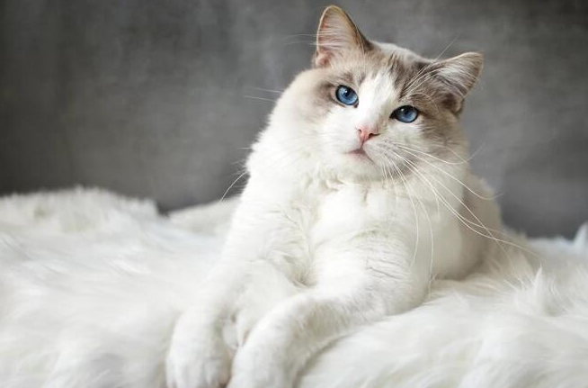 布偶猫是宠娃狂魔,为什么会那么喜欢小朋友?_猫咪_孩子_圈层