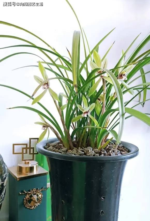 兰花香气很浓,养护难度很高,北方很难养好,太容易烂根了_花盆_水分
