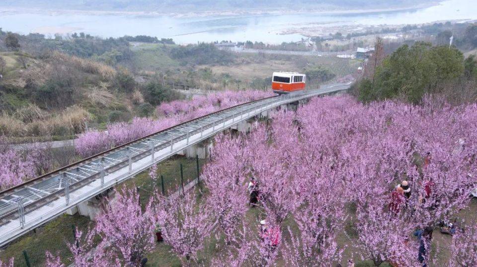 搭乘山城时光缆车,穿行浪漫粉色花海!_礼嘉_重庆_入口
