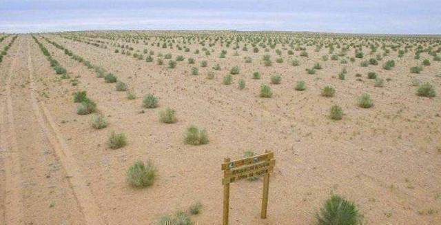 上亿人都在玩蚂蚁森林植树,几年过去了,如今那片沙漠怎么样了?