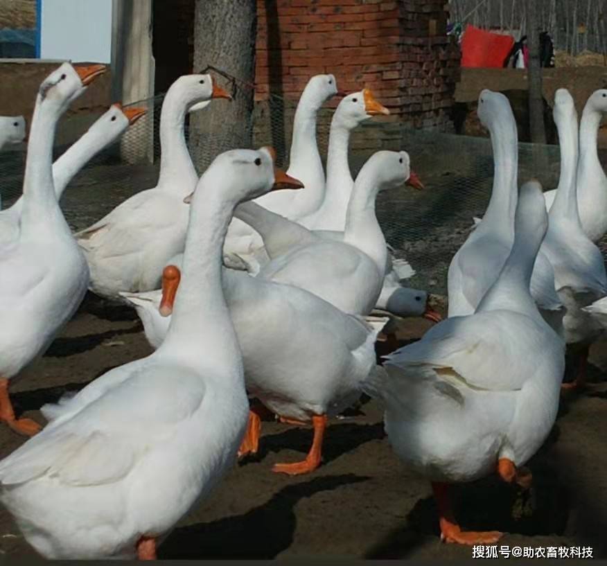 江苏这个鹅场采用鸭鹅养殖专用复合益生菌成功解决臭味与氨气问题