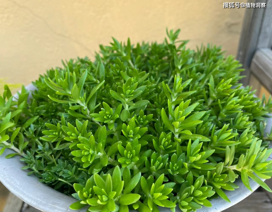 垂盆草,又称石指甲,佛指甲,有3大作用,价值极高,农民朋友要了解!_植物