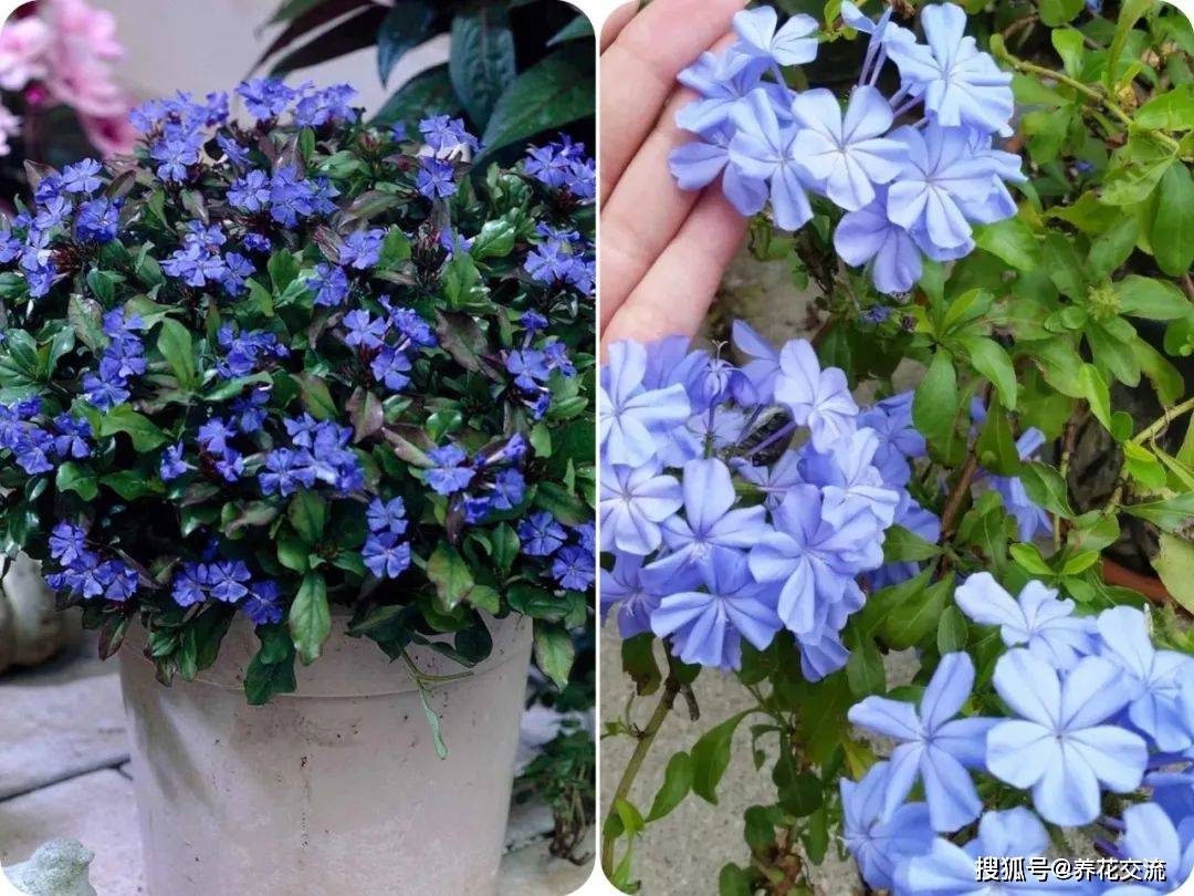 大家了解了就行了,实际上人们还是会把蓝花丹叫成"蓝雪花"