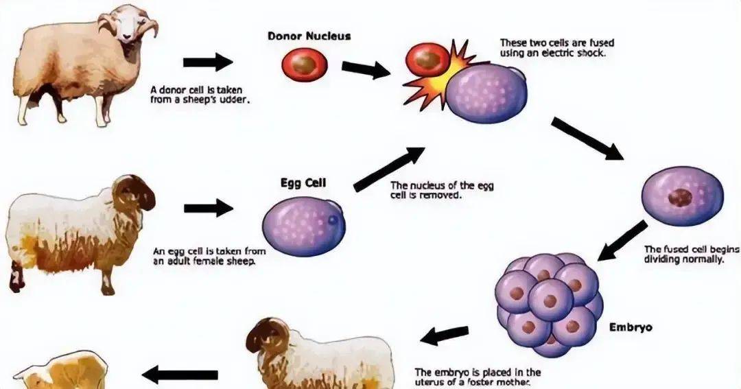 克隆羊过程图片