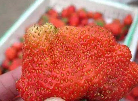 1:畸形草莓能吃吗?不,人家说不是