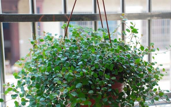 雨水渐止,阳光明媚,但这种植物却不喜阳_吊兰_阳台_太阳