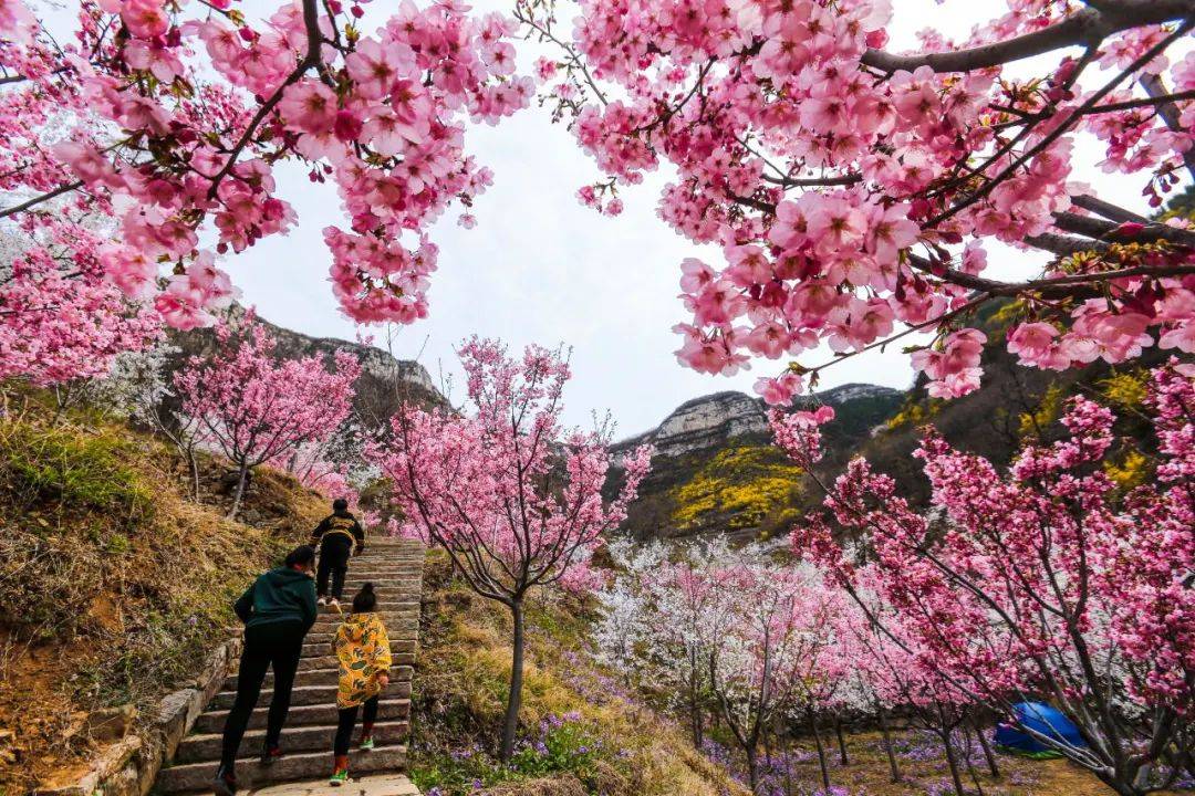 3月23日—4月14日,2024齐山(国际)樱花节即将盛大开幕,漫山遍野的樱花