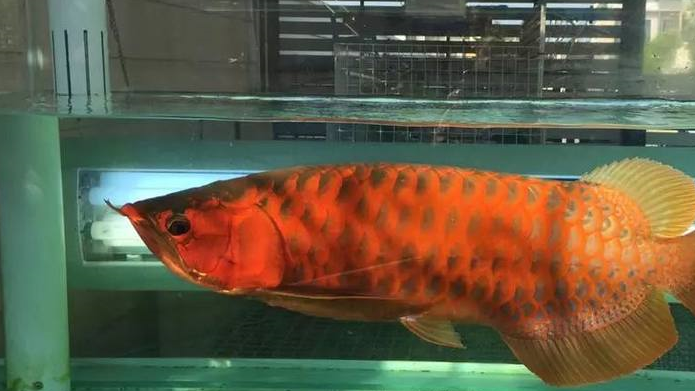 屋,生化棉,陶瓷环,生化球,国产的,进口的价格从几元钱一斤到几十元一