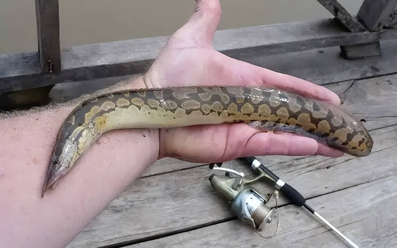 现在河里几乎不见,被罗非鱼取代,卖价过100_养殖_广西_泥鳅