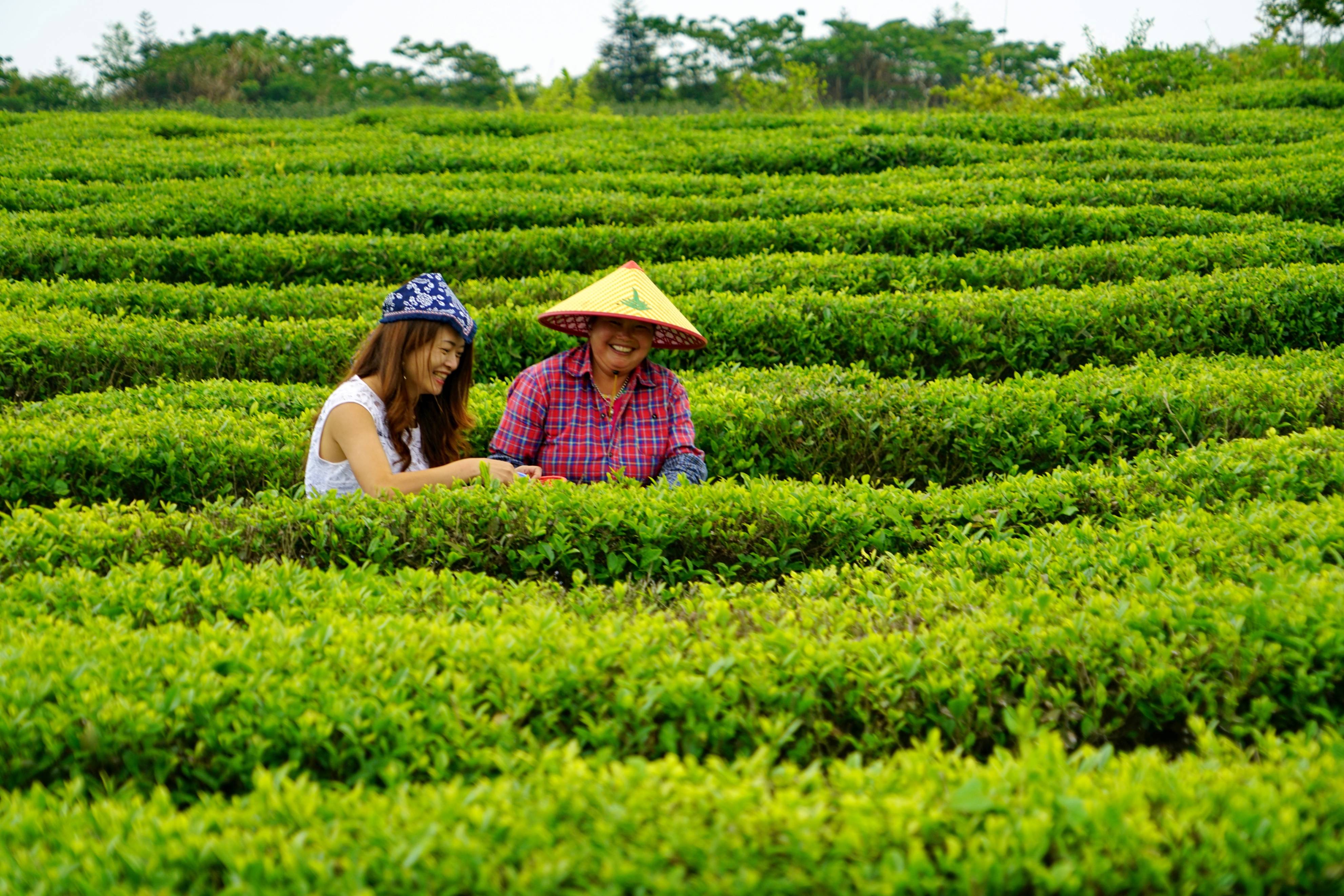 最美茶场图片图片