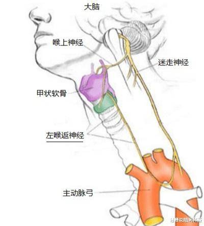 当我们咽口水时,喉管神经要穿过心脏的大动脉血管绕一个大圈才能到达