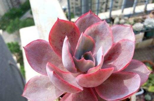 原创多肉植物晚霞一般怎样繁殖