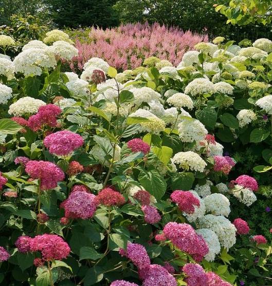 2种"绣球花",花开一团团,一不留神爆成球,特仙气!_乔木_花友_开花