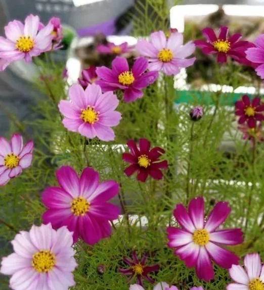原创这12种花撒土里就活自己发芽开花一年长成一大片