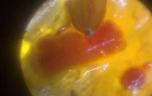 辣条真的像人们说的那样脏吗看到显微镜下的辣条网友放心了