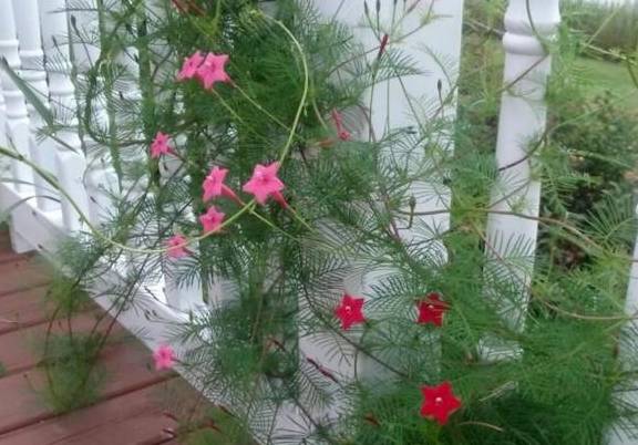 原创小时候的五角星花记得吗原来空心菜地瓜和它都是同一个家族的