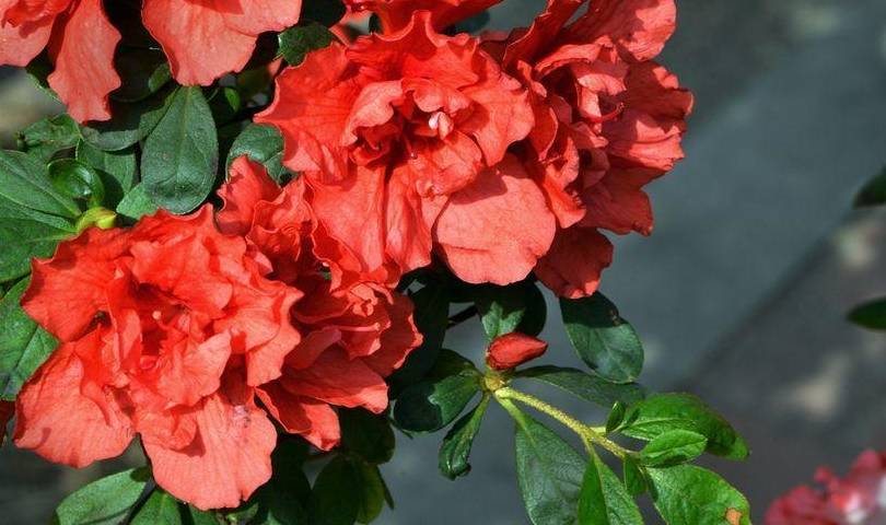 杜鹃过完年应该怎么养护?做好这三步,明年还是一样开_湿度_温度_植物