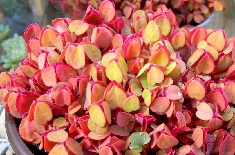 熔岩酢浆草,色彩绚烂,主基调是枫红色,所以也叫小红枫,这种酢浆草不