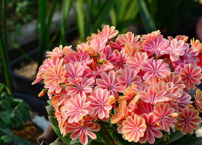 植株低矮,花叶俱美,花期长,还很好养_开花_花卉_我国