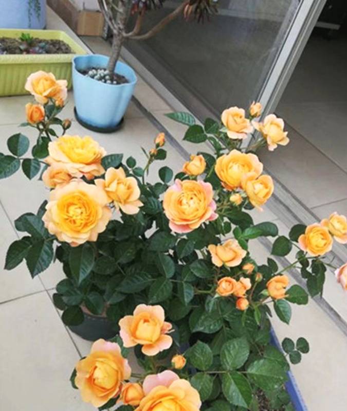 原创微型月季太软萌让人看了好想大养一盆