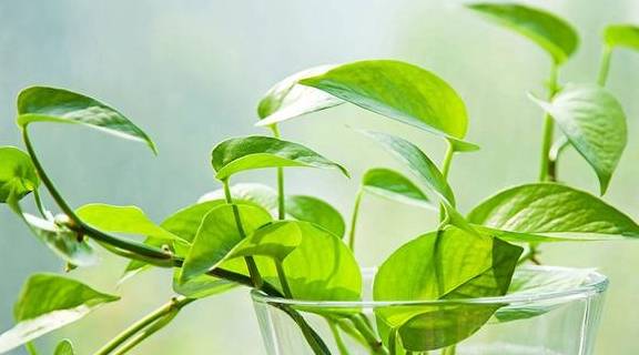 绿萝的花语是"守望幸福",大家可以在家中摆上一