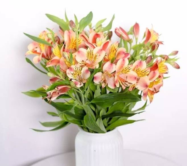 "水仙百合"到底该怎么养?我来告诉你,需要注意的这5个方面_进行_影响_